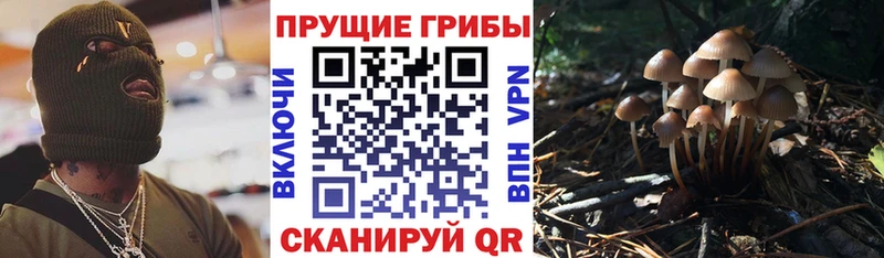 Галлюциногенные грибы прущие грибы  Верхний Уфалей 